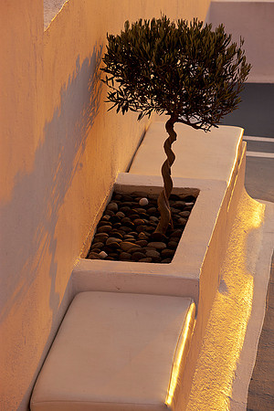 Olive Tree