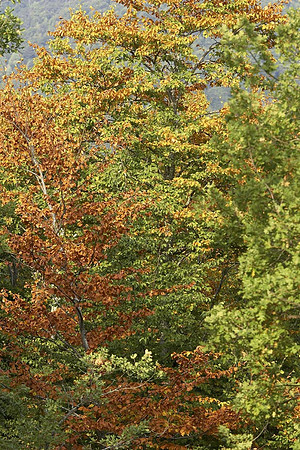 Elatohori (8) copy