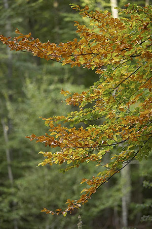 Elatohori (4) copy