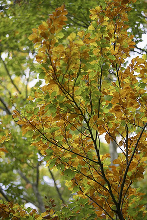 Elatohori (5) copy