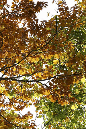 Elatohori (7) copy